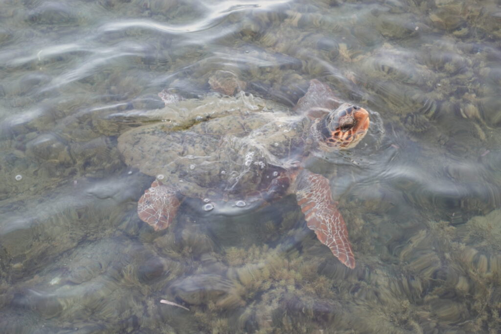 Schildpadden Cameo Island